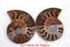 Ammonite Madagascar.