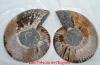 Ammonite Madagascar.